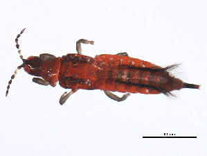  ( - 10BBTHY-0159)  @13 [ ] CreativeCommons - Attribution (2010) CBG Photography Group Centre for Biodiversity Genomics