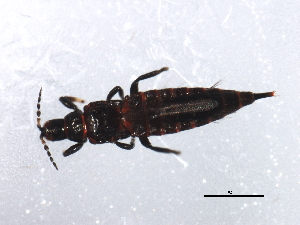  ( - 10BBTHY-0232)  @13 [ ] CreativeCommons - Attribution (2010) CBG Photography Group Centre for Biodiversity Genomics