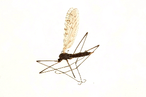  ( - 09BBTIP-039)  @12 [ ] CreativeCommons - Attribution (2009) CBG Photography Group Centre for Biodiversity Genomics