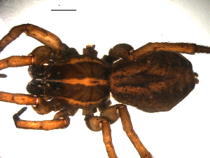  ( - BBUSA10-01-A03)  @12 [ ] CreativeCommons - Attribution (2010) CBG Photography Group Centre for Biodiversity Genomics