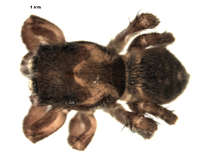  ( - CCDB-08502-C01)  @12 [ ] CreativeCommons - Attribution  Gergin Blagoev, Biodiversity Intitute of Ontario Unspecified