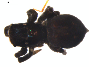  ( - CCDB-08513-G10)  @12 [ ] CreativeCommons - Attribution (2010) CBG Photography Group Centre for Biodiversity Genomics