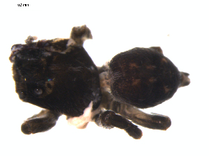  ( - CCDB-08513-G11)  @12 [ ] CreativeCommons - Attribution (2010) CBG Photography Group Centre for Biodiversity Genomics