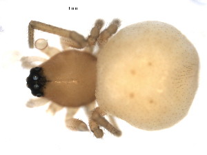  (Ceraticelus paludigena - CCDB-08514-B10)  @13 [ ] Copyright  G. Blagoev 2010 Unspecified