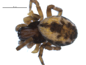  ( - CCDB-08515-A04)  @12 [ ] CreativeCommons - Attribution  Gergin Blagoev, Biodiversity Intitute of Ontario Unspecified