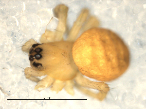  ( - CCDB-08515-E10)  @13 [ ] CreativeCommons - Attribution  Gergin Blagoev, Biodiversity Intitute of Ontario Unspecified