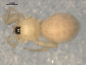  (Heteroonops - CCDB-08515-H10)  @12 [ ] CreativeCommons - Attribution  Gergin Blagoev, Biodiversity Intitute of Ontario Unspecified