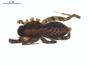  ( - BIOUG01635-D05)  @12 [ ] Copyright  G. Blagoev 2011 Unspecified