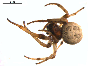  ( - BIOUG01961-A07)  @13 [ ] Copyright  G. Blagoev 2012 Unspecified