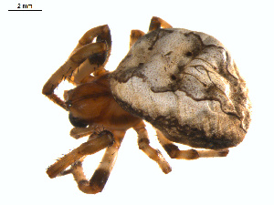  ( - BIOUG01961-A09)  @13 [ ] Copyright  G. Blagoev 2012 Unspecified