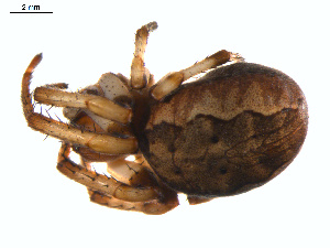  ( - BIOUG01961-B06)  @13 [ ] Copyright  G. Blagoev 2012 Unspecified