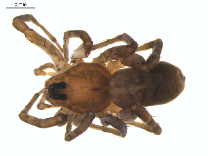  ( - BIOUG01961-G08)  @13 [ ] Copyright  G. Blagoev 2012 Unspecified