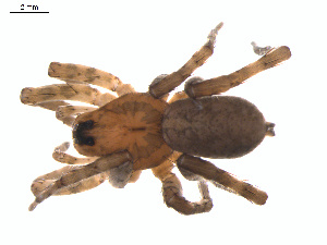  ( - BIOUG01963-D09)  @13 [ ] Copyright  G. Blagoev 2012 Unspecified