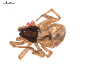  ( - BIOUG01967-F03)  @12 [ ] Copyright  G. Blagoev 2012 Unspecified