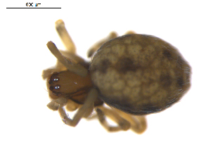  ( - BIOUG01636-C03)  @12 [ ] Copyright  G. Blagoev 2011 Unspecified