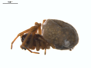  ( - BIOUG01636-E11)  @12 [ ] Copyright  G. Blagoev 2011 Unspecified