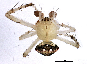  (Araneus miniatus - BIOUG01880-H05)  @13 [ ] CreativeCommons - Attribution (2012) CBG Photography Group Centre for Biodiversity Genomics