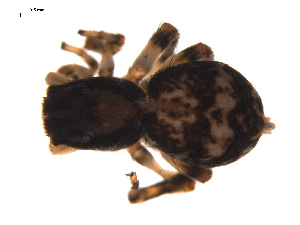  ( - CCDB-05294-D03)  @12 [ ] CreativeCommons - Attribution (2009) Gergin Blagoev Centre for Biodiversity Genomics