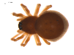  (Ceraticelus micropalpis - CCDB-05303-B04)  @12 [ ] CreativeCommons - Attribution (2009) Gergin Blagoev Centre for Biodiversity Genomics