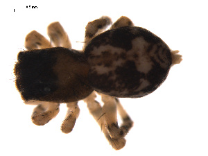  ( - CCDB-05307-E12)  @12 [ ] CreativeCommons - Attribution (2009) Gergin Blagoev Centre for Biodiversity Genomics