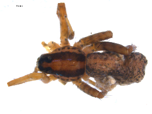  ( - BIOUG00163-C05)  @11 [ ] Copyright  G. Blagoev 2010 Unspecified