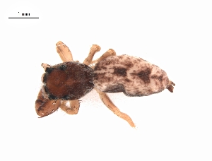  ( - BIOUG25724-A10)  @11 [ ] CreativeCommons - Attribution (2018) G. Blagoev Centre for Biodiversity Genomics