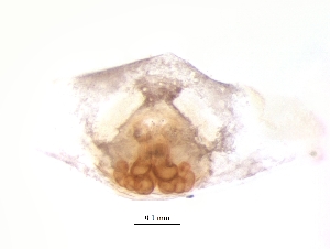  ( - BIOUG25724-A10)  @11 [ ] CreativeCommons - Attribution (2018) G. Blagoev Centre for Biodiversity Genomics