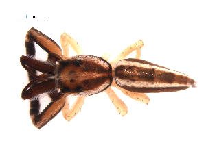  ( - BIOUG25724-B01)  @11 [ ] CreativeCommons - Attribution (2018) G. Blagoev Centre for Biodiversity Genomics