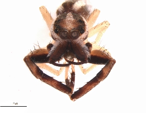  ( - BIOUG25724-B01)  @11 [ ] CreativeCommons - Attribution (2018) G. Blagoev Centre for Biodiversity Genomics