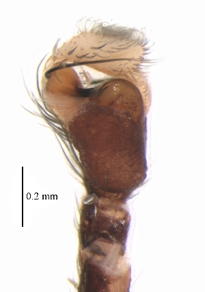  ( - BIOUG25724-B01)  @11 [ ] CreativeCommons - Attribution (2018) G. Blagoev Centre for Biodiversity Genomics