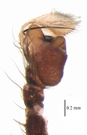  ( - BIOUG25724-B01)  @11 [ ] CreativeCommons - Attribution (2018) G. Blagoev Centre for Biodiversity Genomics
