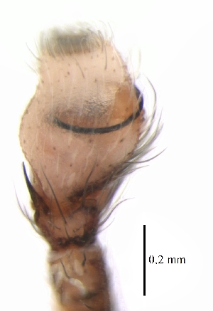  ( - BIOUG25724-B01)  @11 [ ] CreativeCommons - Attribution (2018) G. Blagoev Centre for Biodiversity Genomics