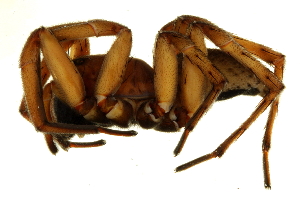  ( - BIOUG25727-B01)  @13 [ ] CreativeCommons - Attribution (2016) CBG Photography Group Centre for Biodiversity Genomics