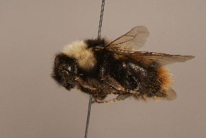  (Bombus tibeticus - 1552A09)  @13 [ ] Copyright (2010) Paul Williams Unspecified