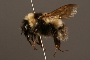  (Bombus personatus - 1285-CHN)  @15 [ ] Unspecified (default): All Rights Reserved  Unspecified Unspecified