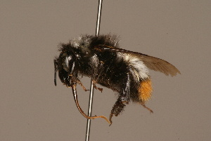  (Bombus himalayanus - 1550-410-IND)  @11 [ ] Unspecified (default): All Rights Reserved  Unspecified Unspecified