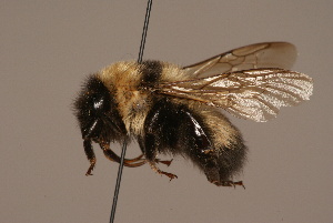  (Bombus mongolensis - 1550-1934-MON)  @13 [ ] Unspecified (default): All Rights Reserved  Unspecified Unspecified