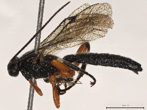  ( - BIOUG62322-C04)  @11 [ ] CreativeCommons - Attribution (2021) CBG Photography Group Centre for Biodiversity Genomics