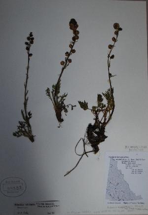 (Artemisia norvegica - BAB-0383)  @13 [ ] Unspecified (default): All Rights Reserved  Unspecified Unspecified