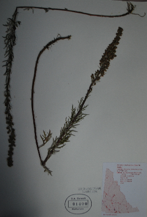  (Artemisia michauxiana - BAB-1400)  @13 [ ] Unspecified (default): All Rights Reserved  Unspecified Unspecified