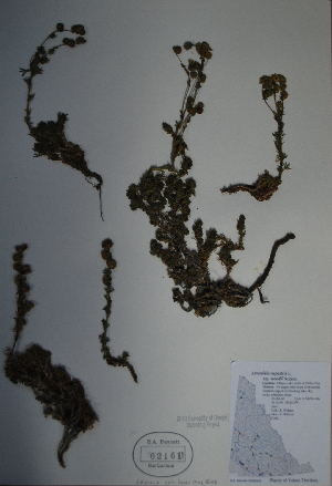  (Artemisia rupestris - BAB-2161)  @13 [ ] Unspecified (default): All Rights Reserved  Unspecified Unspecified