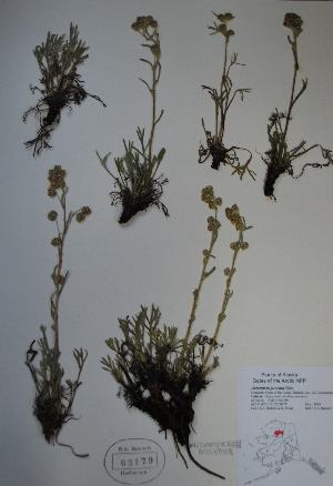  (Artemisia furcata - BAB-3179)  @13 [ ] Unspecified (default): All Rights Reserved  Unspecified Unspecified