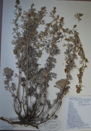 (Artemisia alaskana - BAB-3338)  @13 [ ] Unspecified (default): All Rights Reserved  Unspecified Unspecified