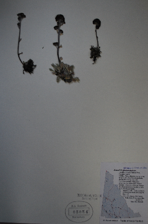  (Artemisia globularia - BAB-5054)  @13 [ ] Unspecified (default): All Rights Reserved  Unspecified Unspecified