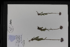  ( - BAB-6452)  @11 [ ] CreativeCommons - Attribution Share-Alike (2025) Unspecified Research Collection of B. A. Bennett