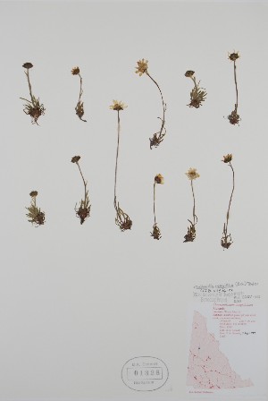  ( - BAB-1328)  @11 [ ] CreativeCommons - Attribution Share-Alike (2020) Bruce Bennett Research Collection of B. A. Bennett