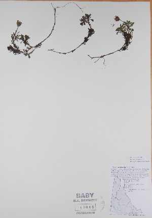  (Erigeron denalii - BABY-10045)  @11 [ ] CreativeCommons - Attribution (2017) Unspecified B.A. Bennett Yukon herbarium (BABY)