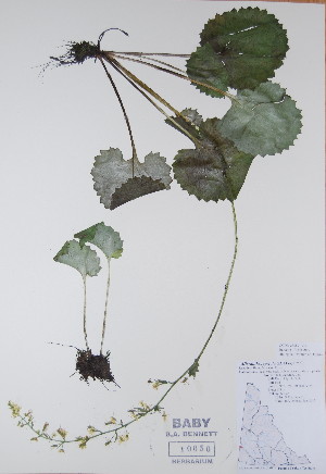  (Micranthes spicata - BABY-10050)  @11 [ ] CreativeCommons - Attribution (2017) Unspecified B.A. Bennett Yukon herbarium (BABY)