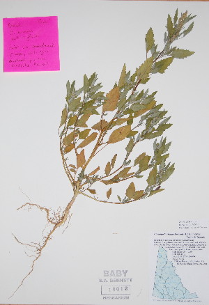  ( - BABY-10012)  @11 [ ] CreativeCommons - Attribution (2017) Unspecified B.A. Bennett Yukon herbarium (BABY)