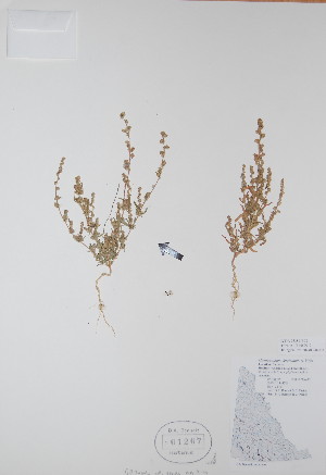  (Chenopodium leptophyllum - BABY-01267)  @11 [ ] CreativeCommons - Attribution (2017) Unspecified B.A. Bennett Yukon herbarium (BABY)